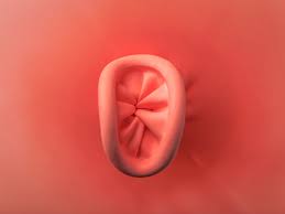 Plicoma anal